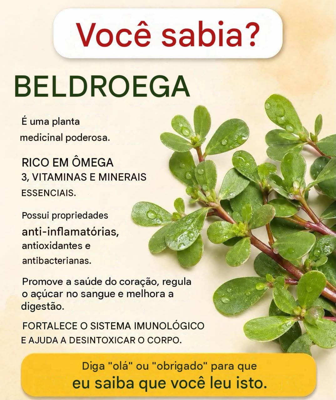 Ela cresce em rachaduras nas calçadas, espreita em jardins negligenciados e muitos a arrancam pela raiz, pensando que é
